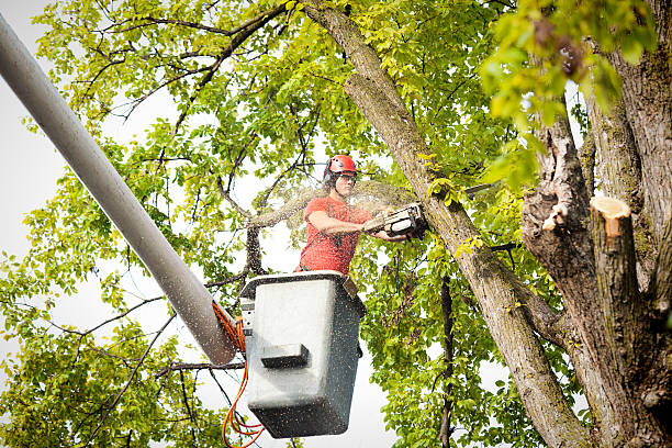 Best Arborist Consultation Services  in Highland Lakes, NJ